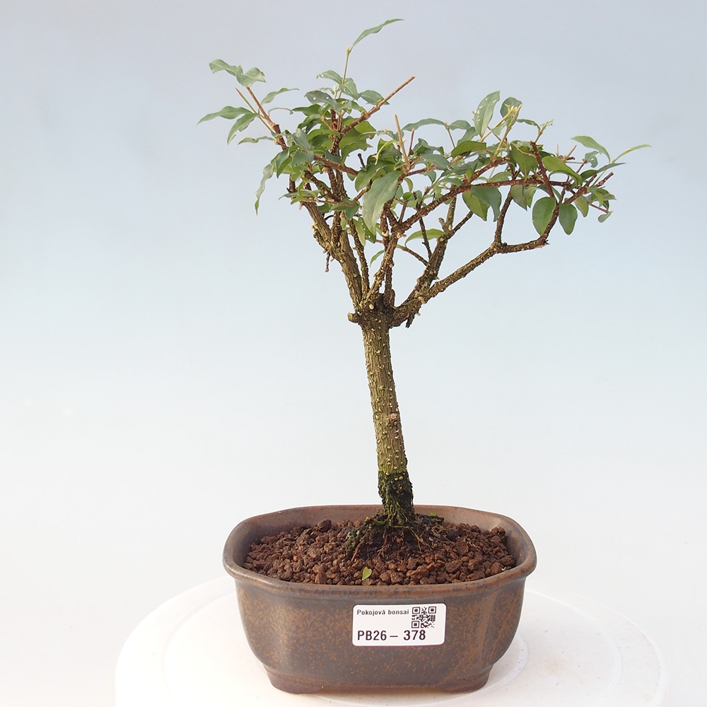 Camera bonsai - Malpighia coccigera- Ciliegio di Barbor