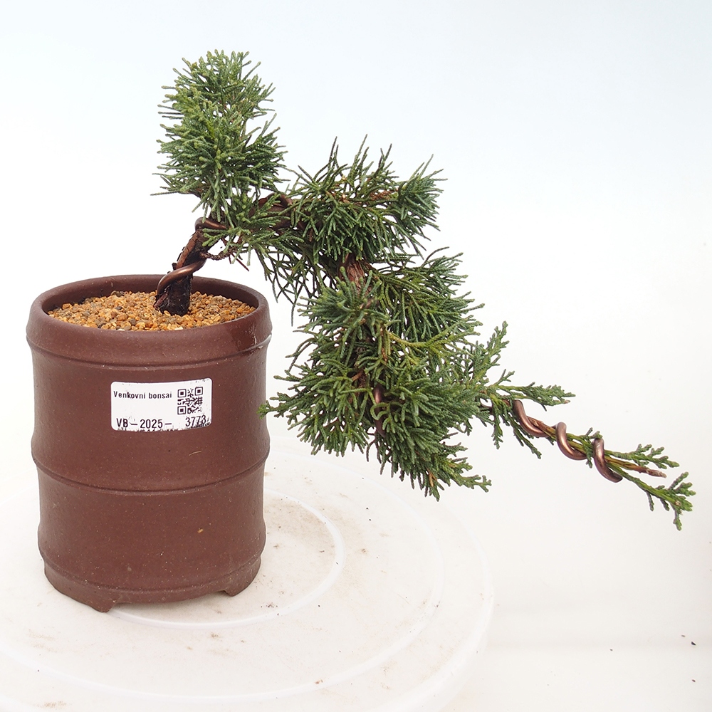 Bonsai da esterno - Juniperus chinensis Kishu