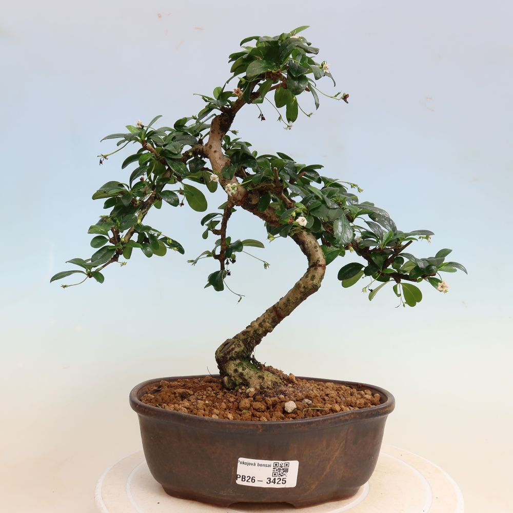 Camera bonsai - Carmona macrophylla - Tea fuki