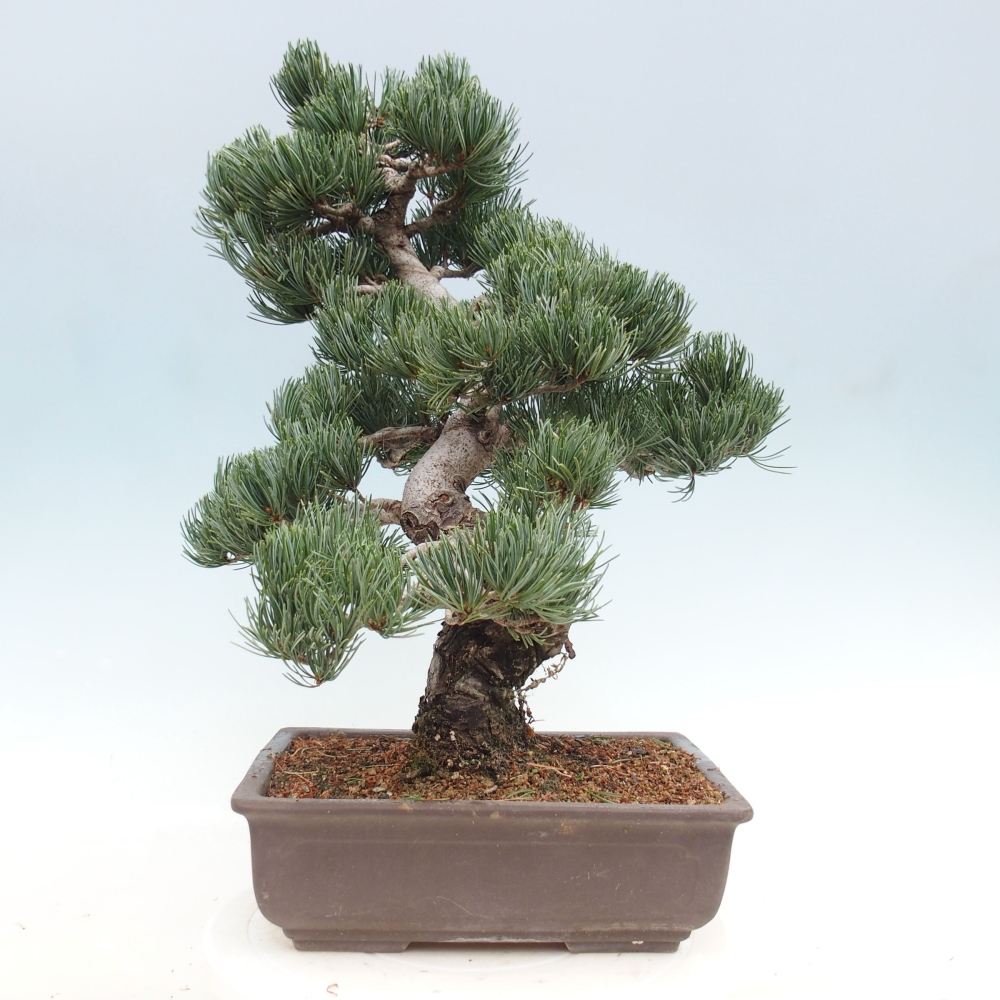Bonsai da esterno - Pinus parviflora - Pinus parviflora