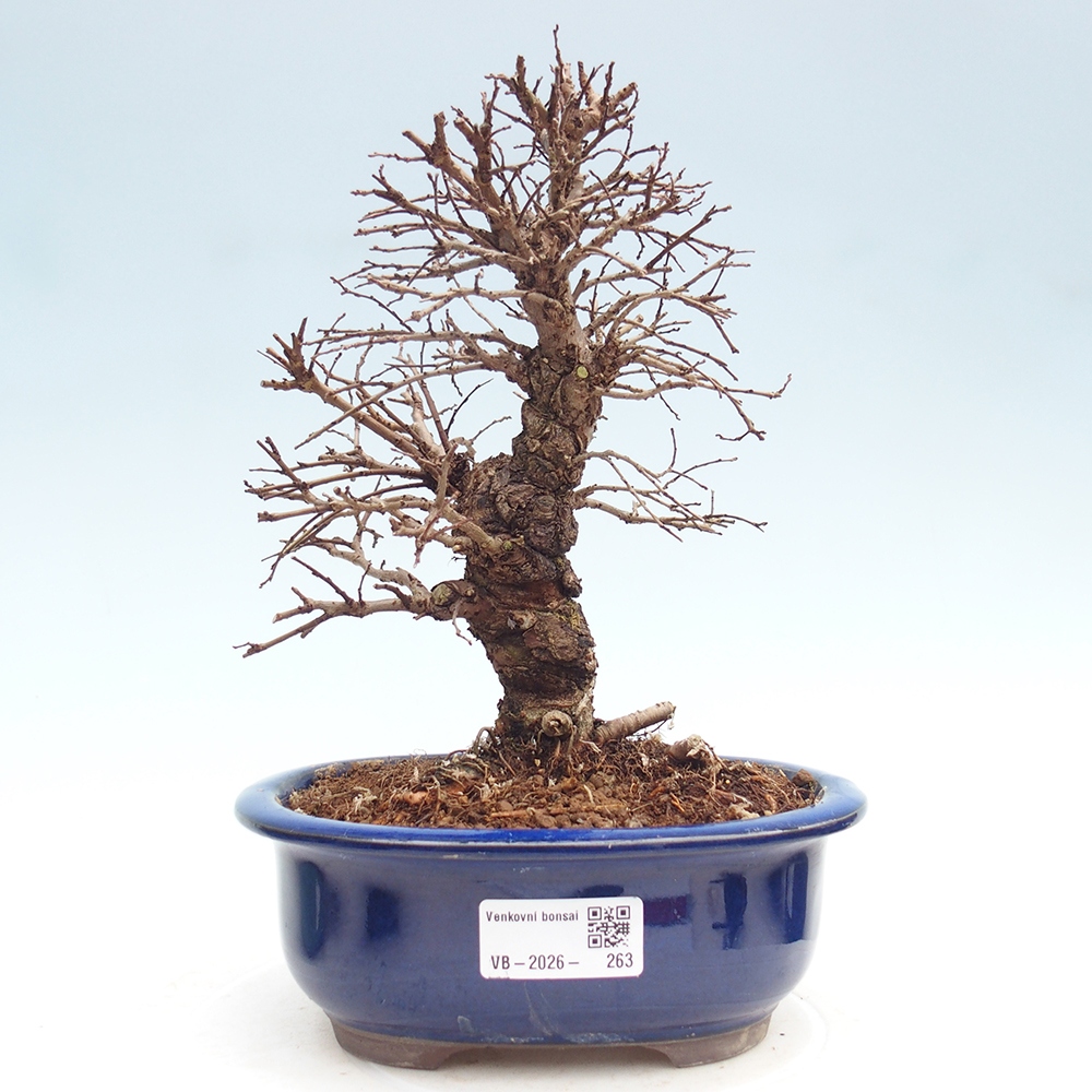 Bonsai da esterno - Zelkova - Zelkova NIRE