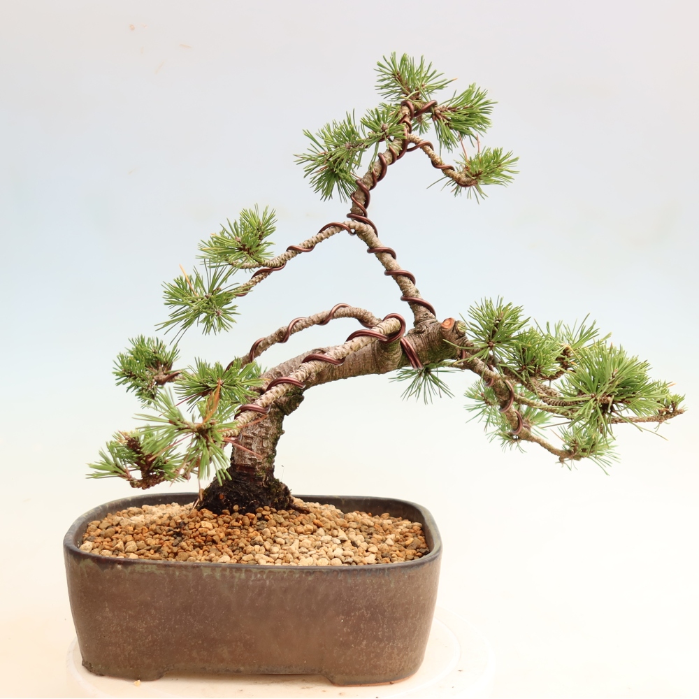 Bonsai da esterno - Pinus mugo Humpy  - Pino mugo