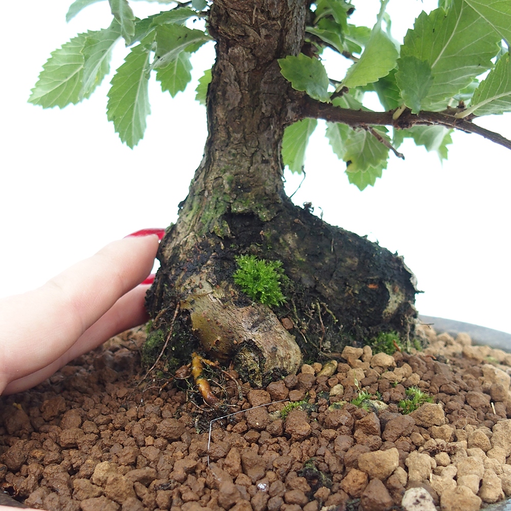 Bonsai da esterno - Zelkova - Zelkova NIRE