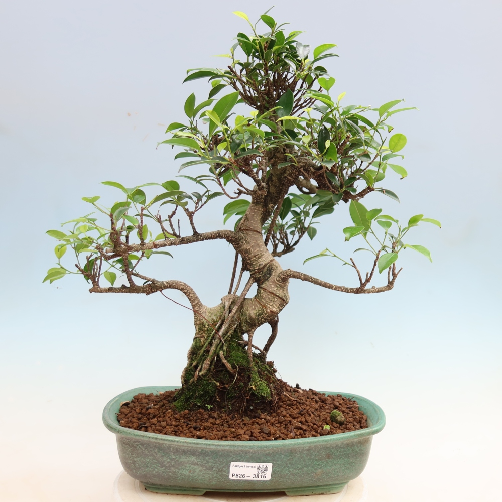Camera bonsai - Ficus kimmen - ficus a foglie piccole