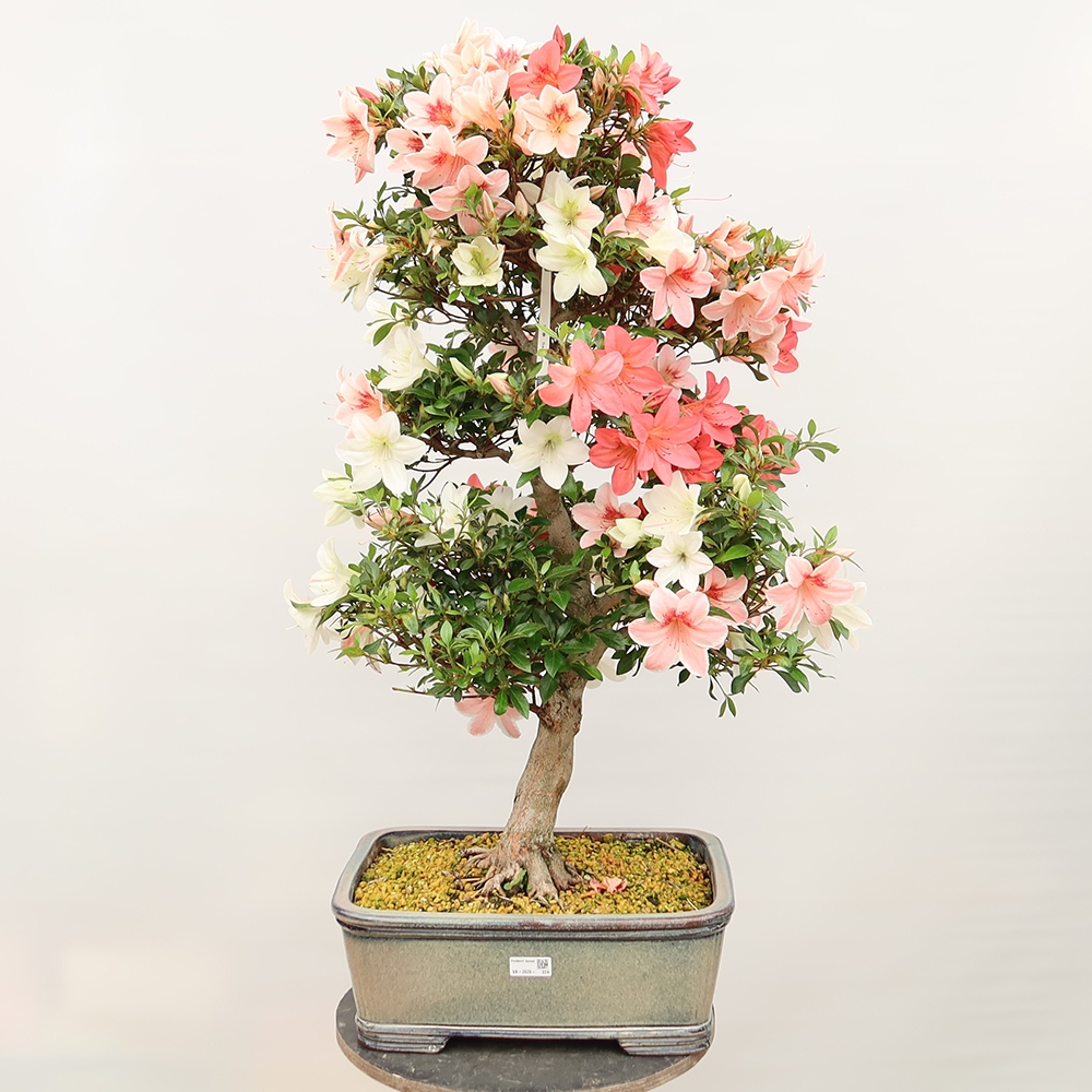 Bonsai da esterno - Azalea giapponese - Azalea Saishun