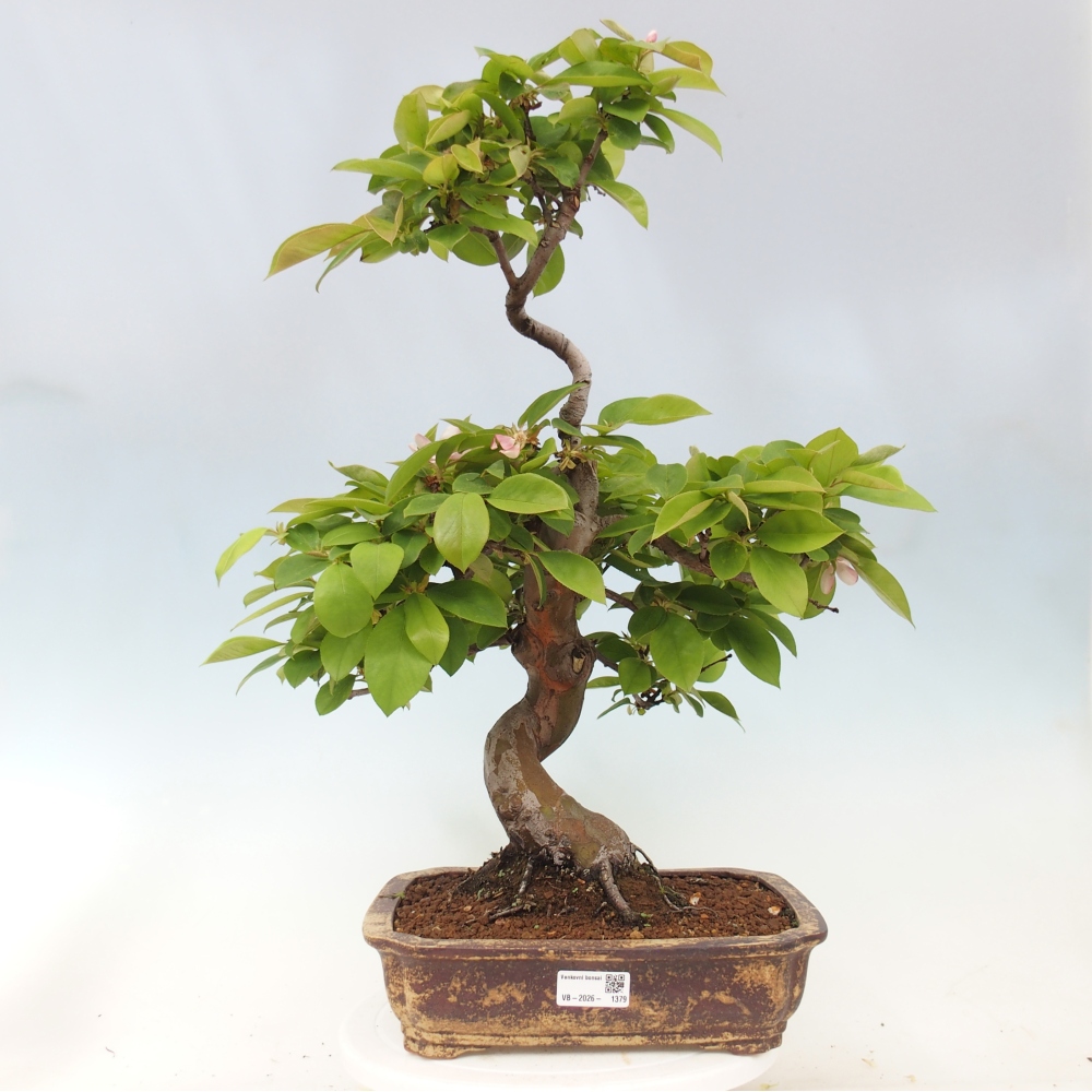 Bonsai da esterno - Pseudocydonia sinensis - Cotogno cinese