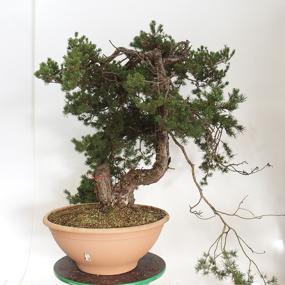 Yamadori - Pinus sylvestris Spagna