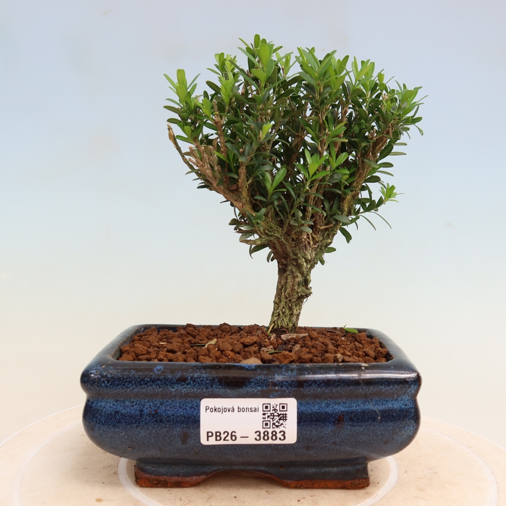 Camera bonsai - Buxus harlandii - buxus da sughero