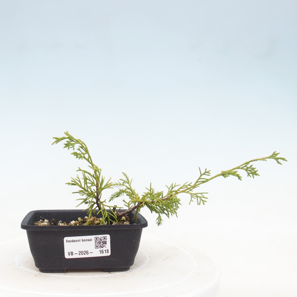 Bonsai da esterno - Juniperus chinensis Itoigawa