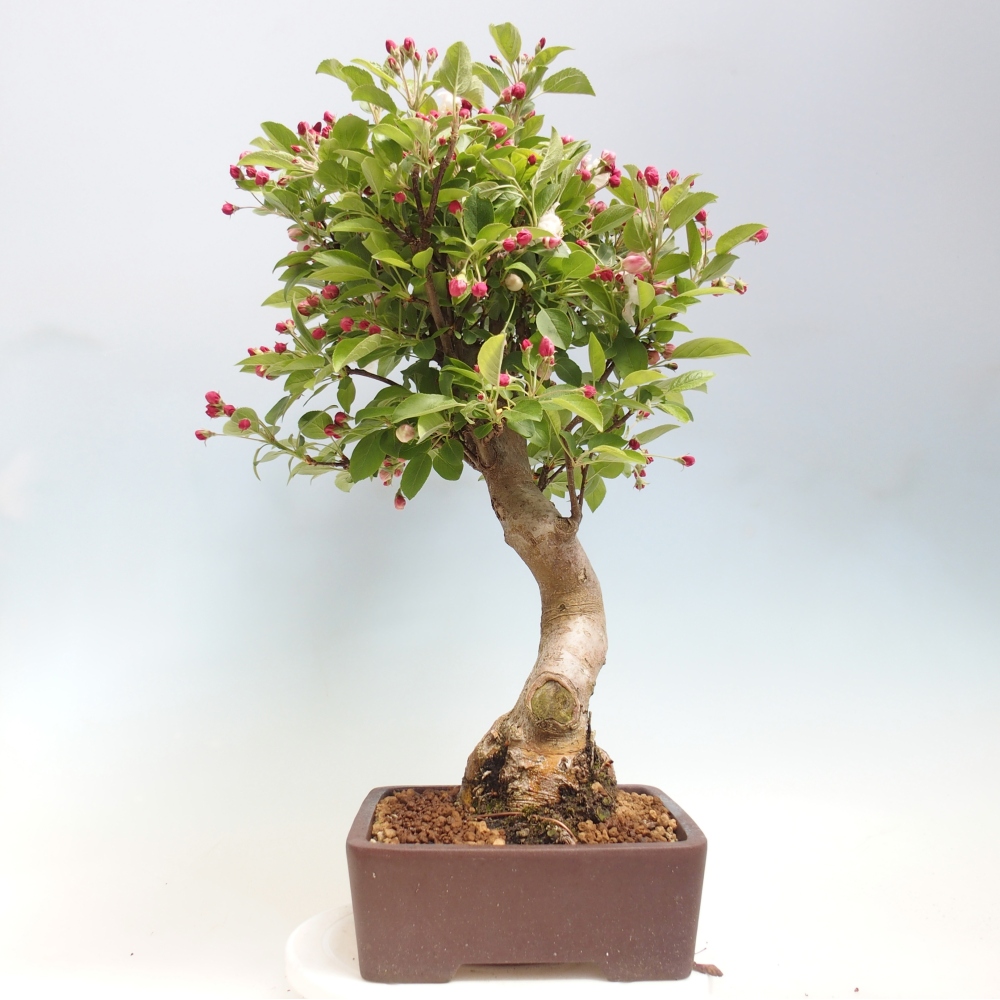 Bonsai da esterno -Malus halliana - Melo a frutto piccolo