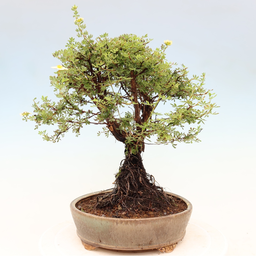 Bonsai da esterno - Potentila fruticosa