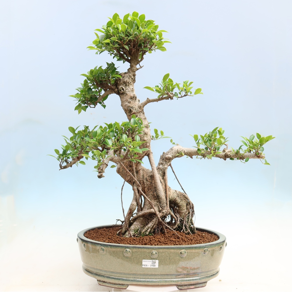 Camera bonsai - Ficus kimmen - ficus a foglie piccole