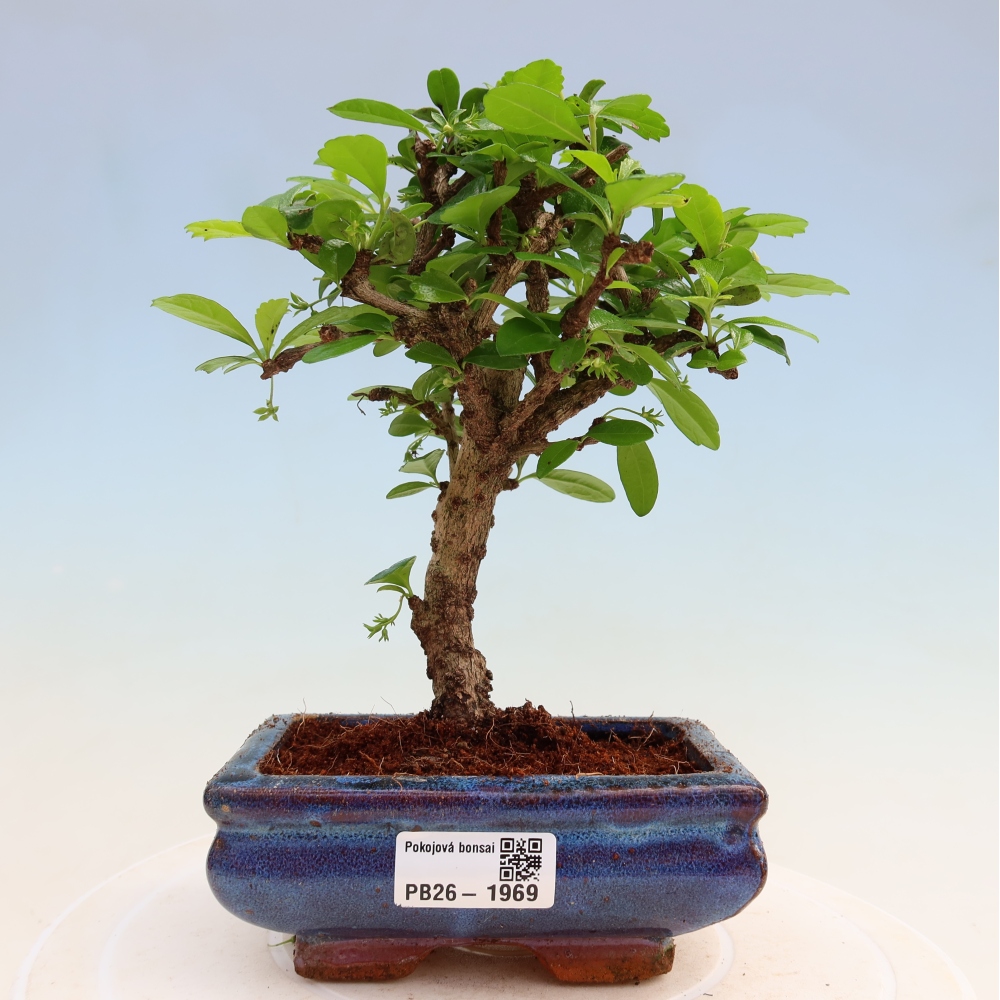 Camera bonsai - Carmona macrophylla - Tea fuki
