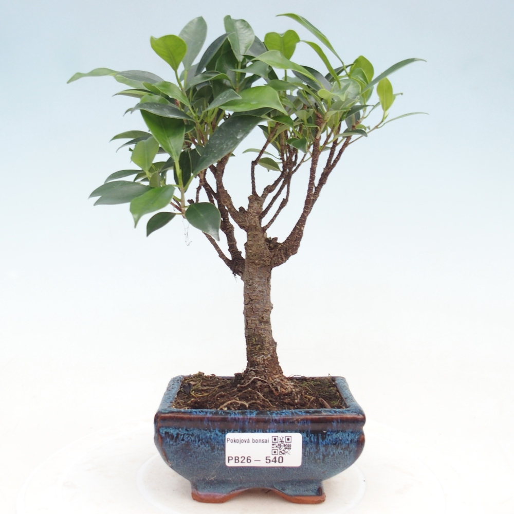 Camera bonsai Ficus retusa kimmen
