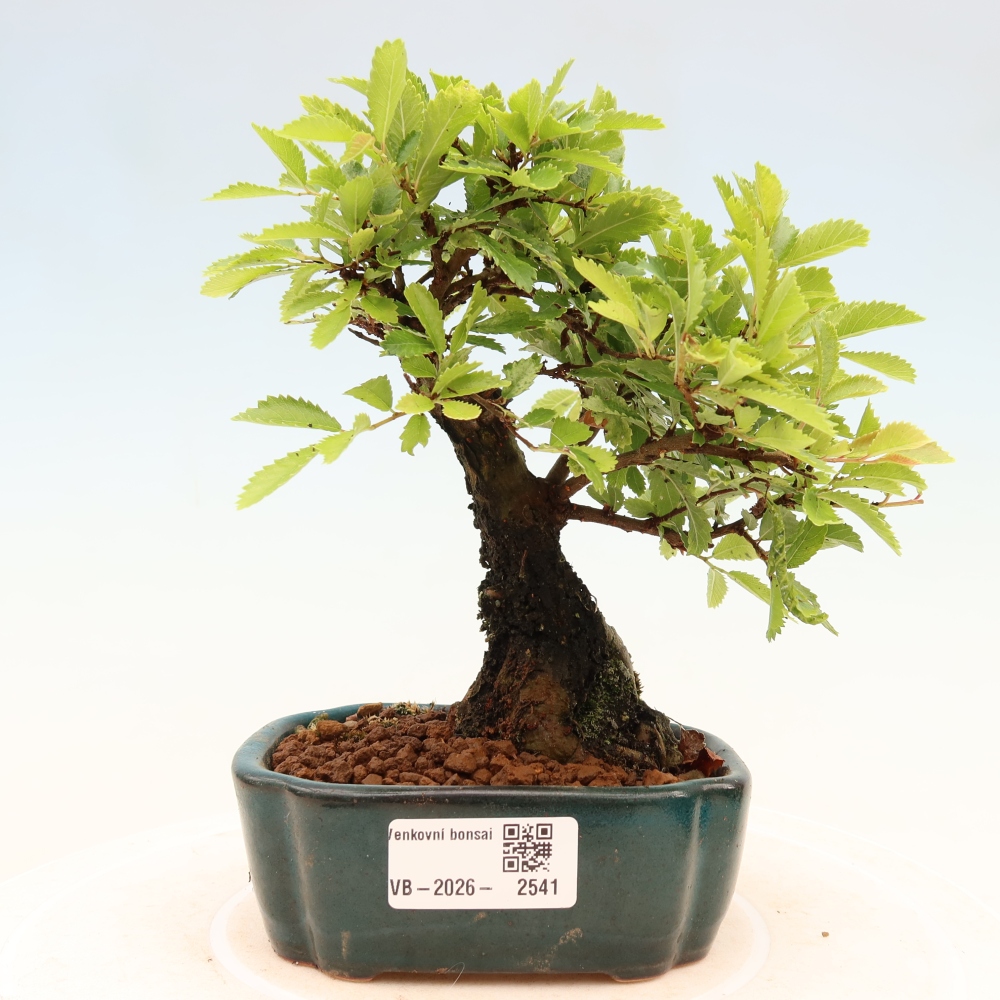 Bonsai da esterno - Zelkova - Zelkova NIRE