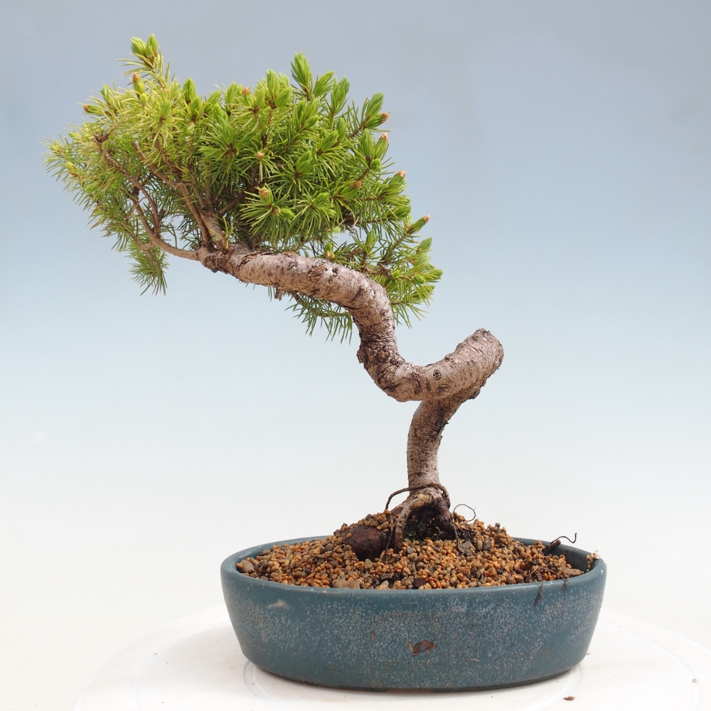 Bonsai da esterno - Abete rosso - Picea glauca globo
