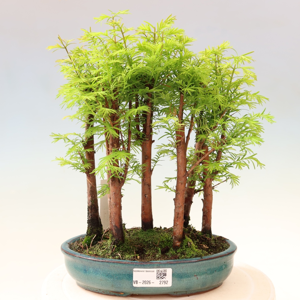 Bonsai da esterno - Metasequoia glyptostroboides - Metasequoia cinese - boschetto