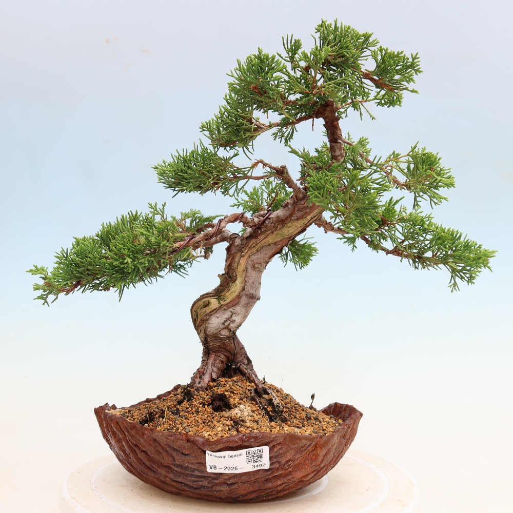 Bonsai da esterno - Juniperus chinensis Itoigawa-Juniperus chinensis