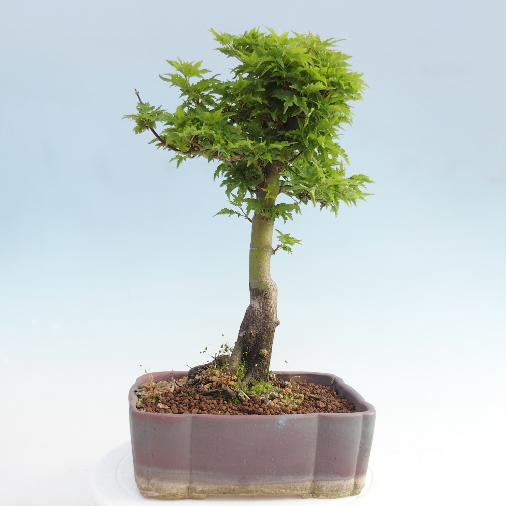 Bonsai da esterno -Palma di Giava Acer palmatum Shishigashira