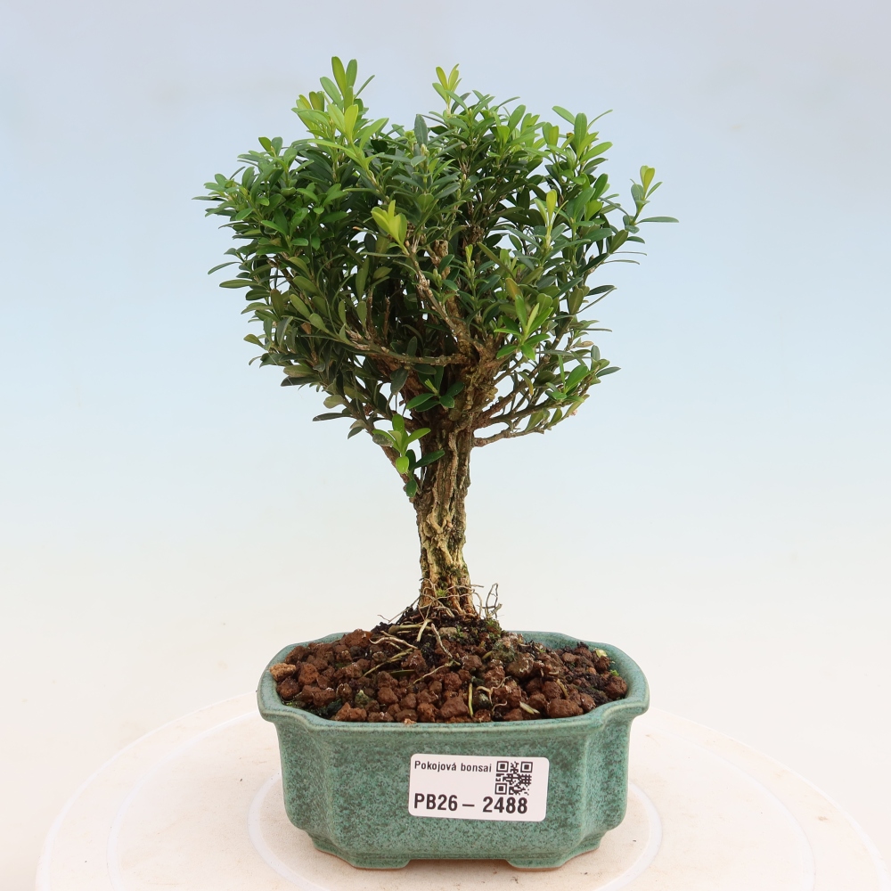 Camera bonsai - Buxus harlandii - buxus da sughero