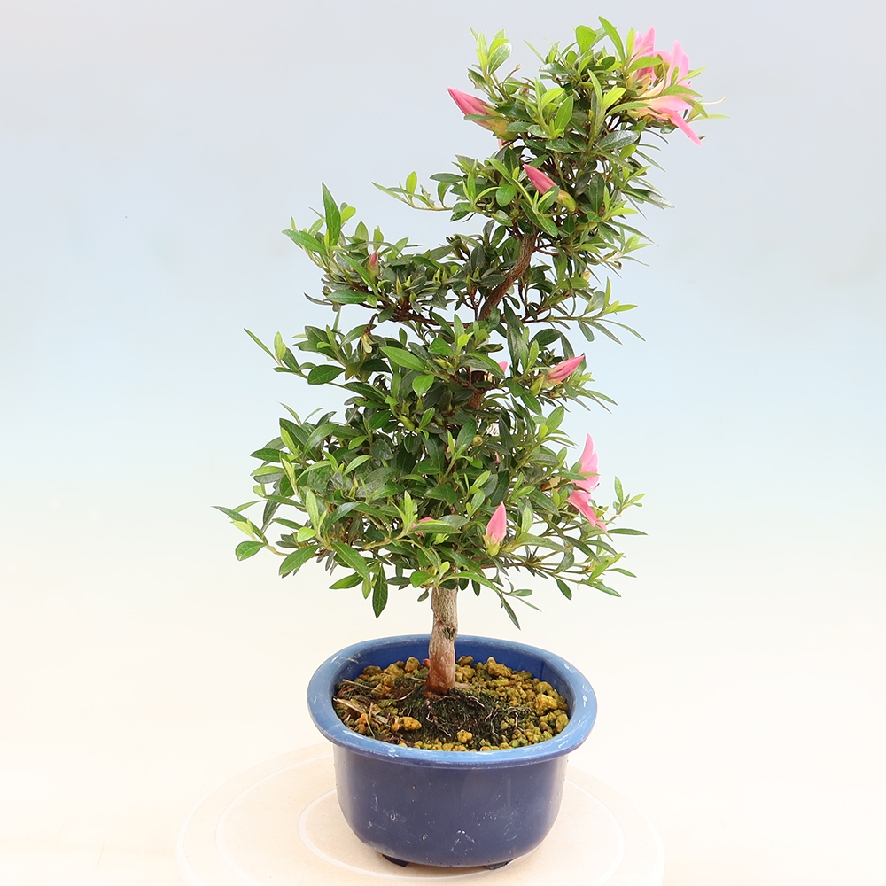 Bonsai da esterno - Azalea giapponese - Azalea Nasuno