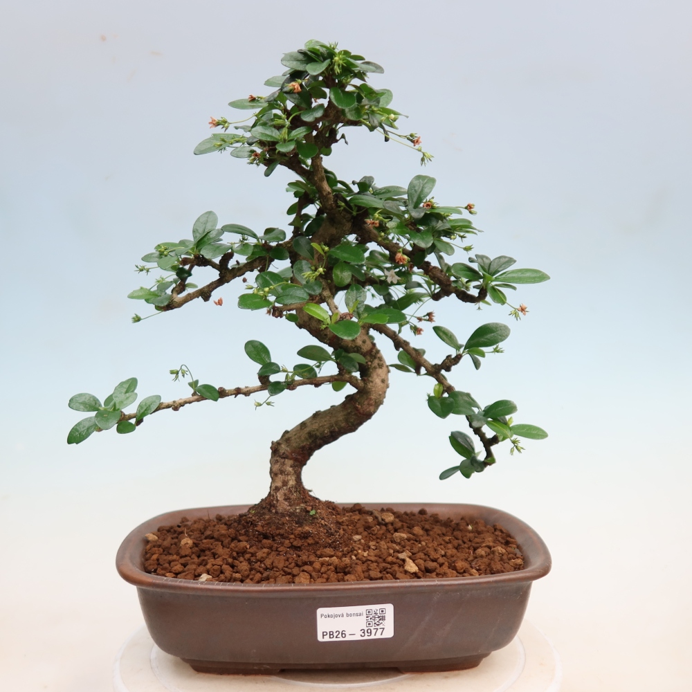 Camera bonsai - Carmona macrophylla - Tea fuki