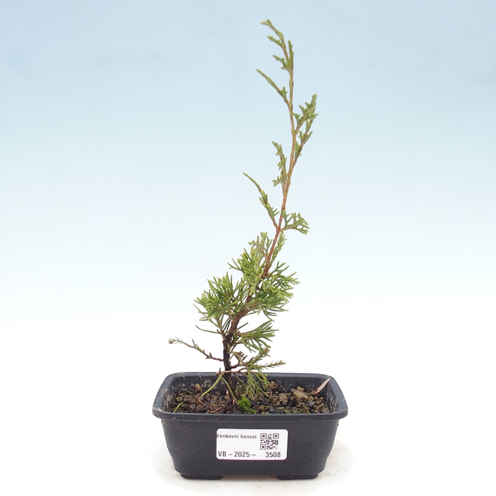 Bonsai da esterno - Juniperus chinensis Itoigawa
