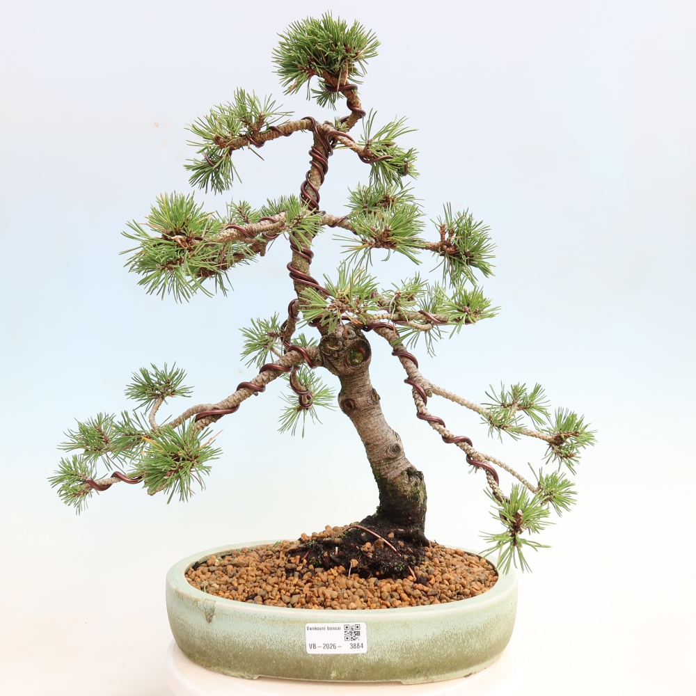 Bonsai da esterno - Pinus mugo Humpy  - Pino mugo