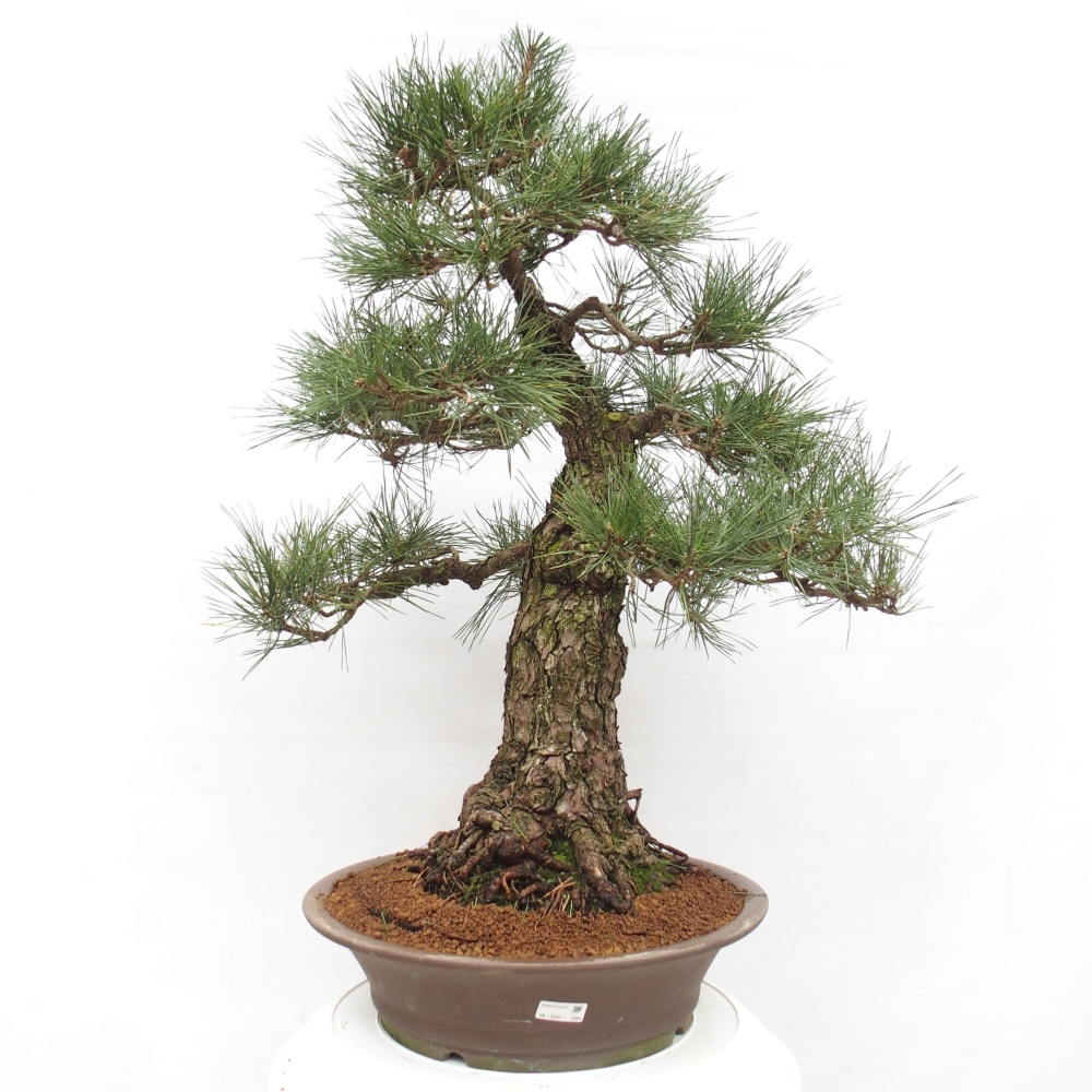 Bonsai da esterno - Pinus thunbergii - Pino di Thunberg