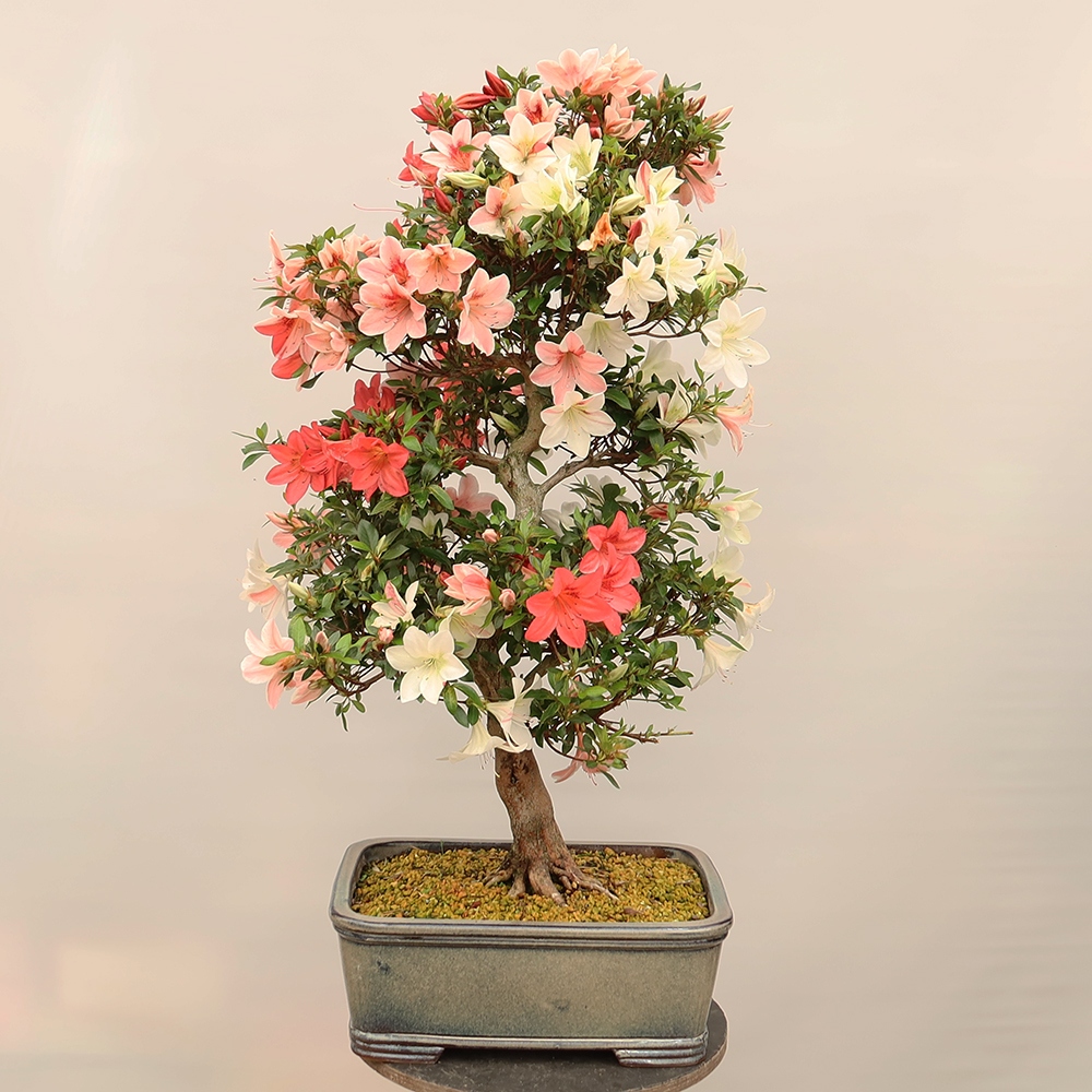 Bonsai da esterno - Azalea giapponese - Azalea Saishun