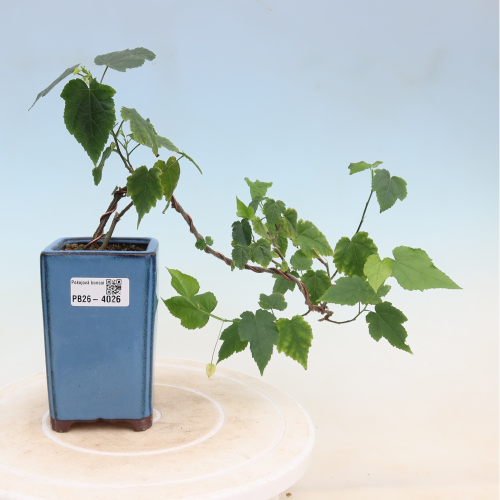 Bonsai da interno - Abutilon Big Bell - Cloudberry