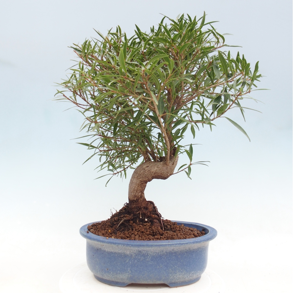 Camera bonsai - Ficus nerifolia - ficus a foglie piccole