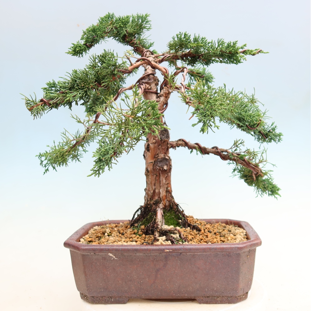 Bonsai da esterno - Juniperus chinensis Kishu