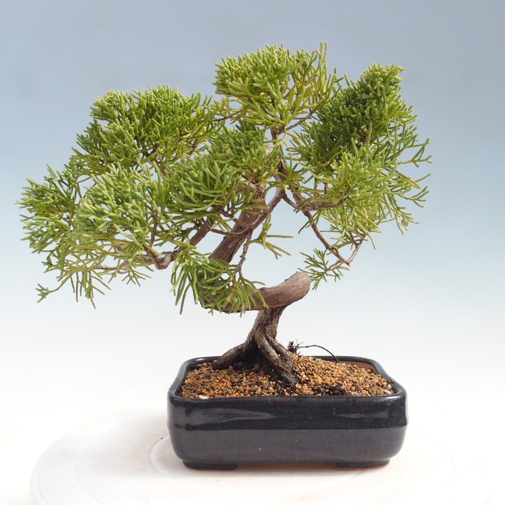 Bonsai da esterno - Juniperus chinensis Kishu