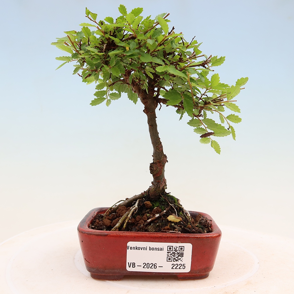 Bonsai da esterno - Ulmus parvifolia Sagei - Olmo a foglie piccole