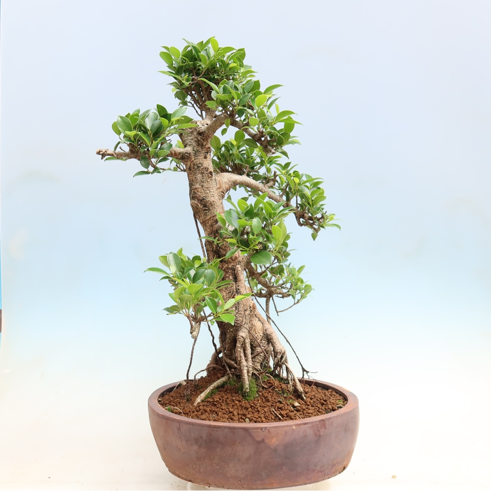 Camera bonsai - Ficus kimmen - ficus a foglie piccole