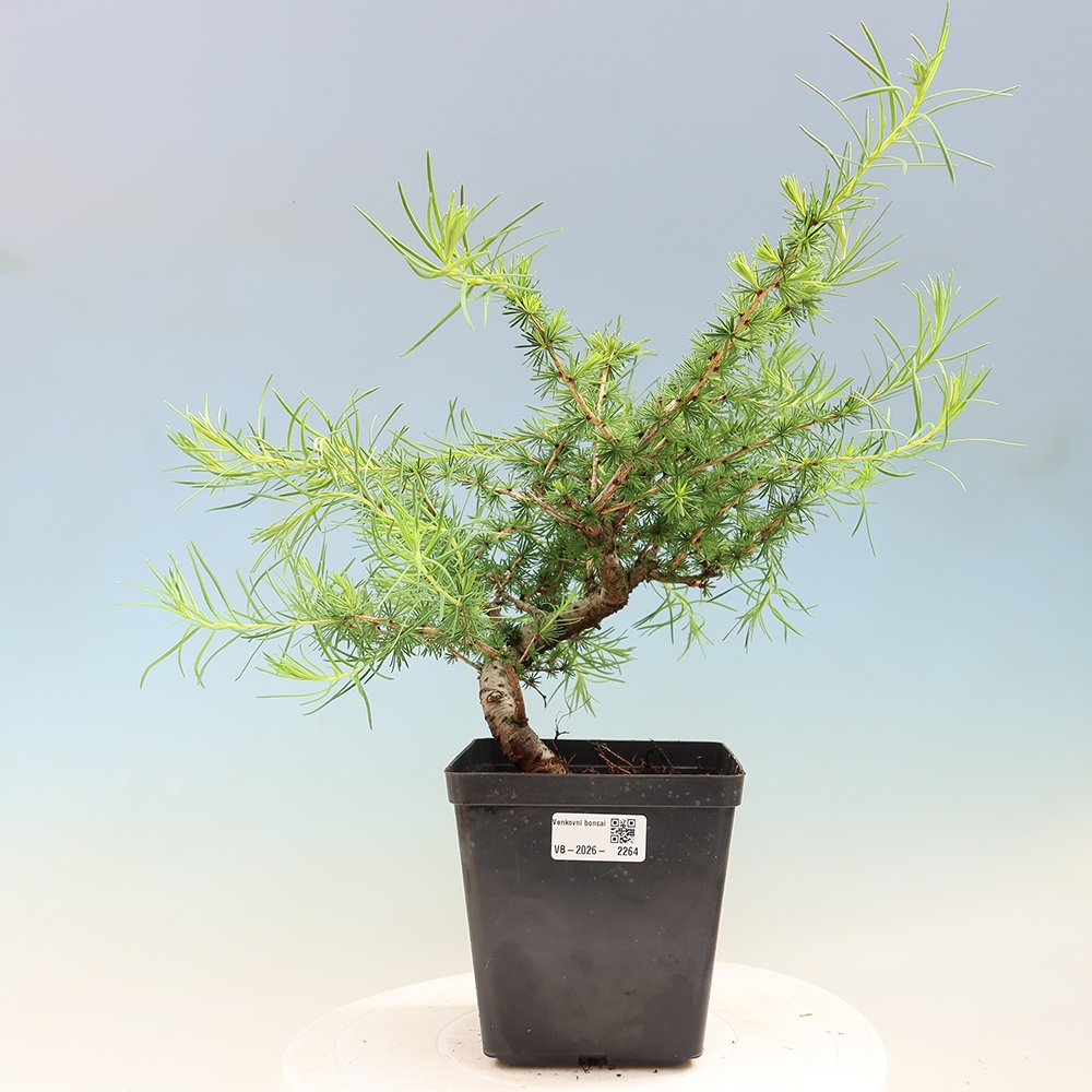 Bonsai da esterno -Larix decidua - Larice