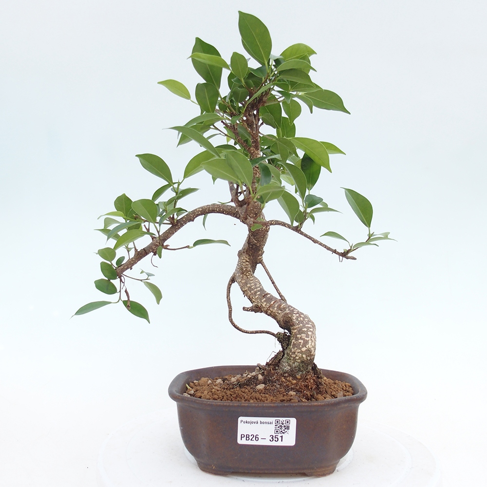 Camera bonsai - Ficus retusa - ficus a foglie piccole