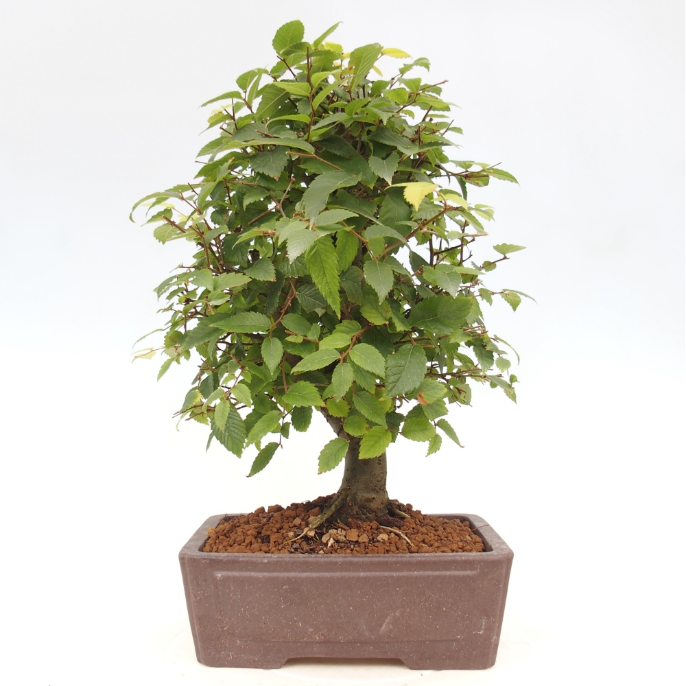 Bonsai da esterno - Zelkova - Zelkova NIRE