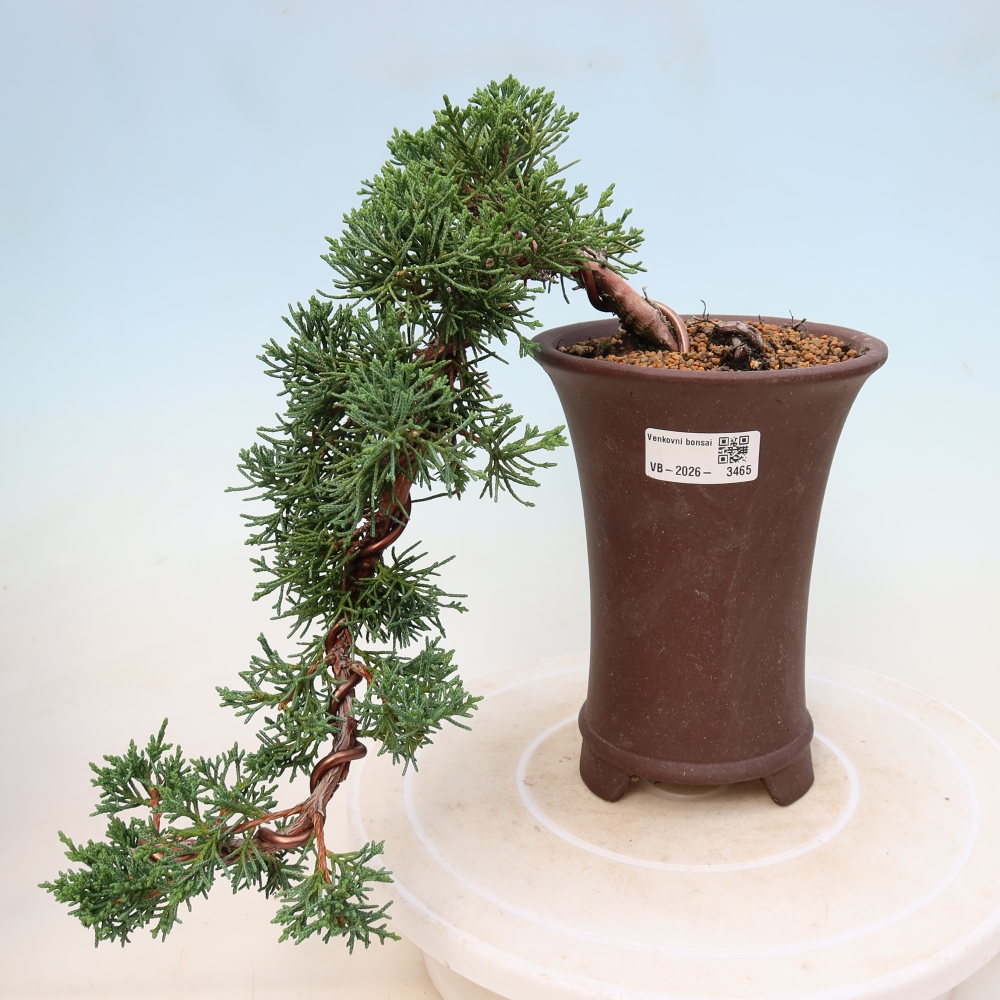 Bonsai da esterno - Juniperus chinensis Kishu