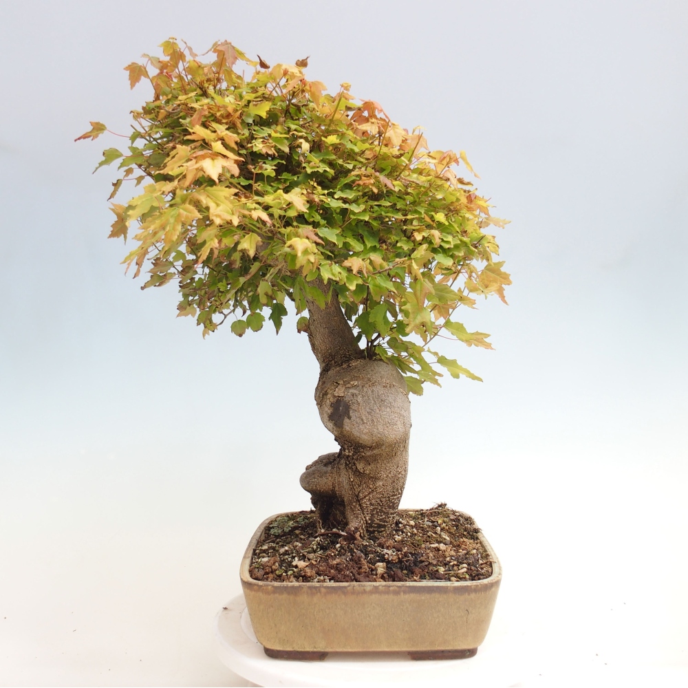 Bonsai da esterno - Acer Buergerianum - Acero di Burger