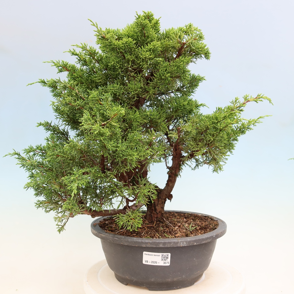 Bonsai da esterno - Juniperus chinensis Itoigawa-Juniperus chinensis