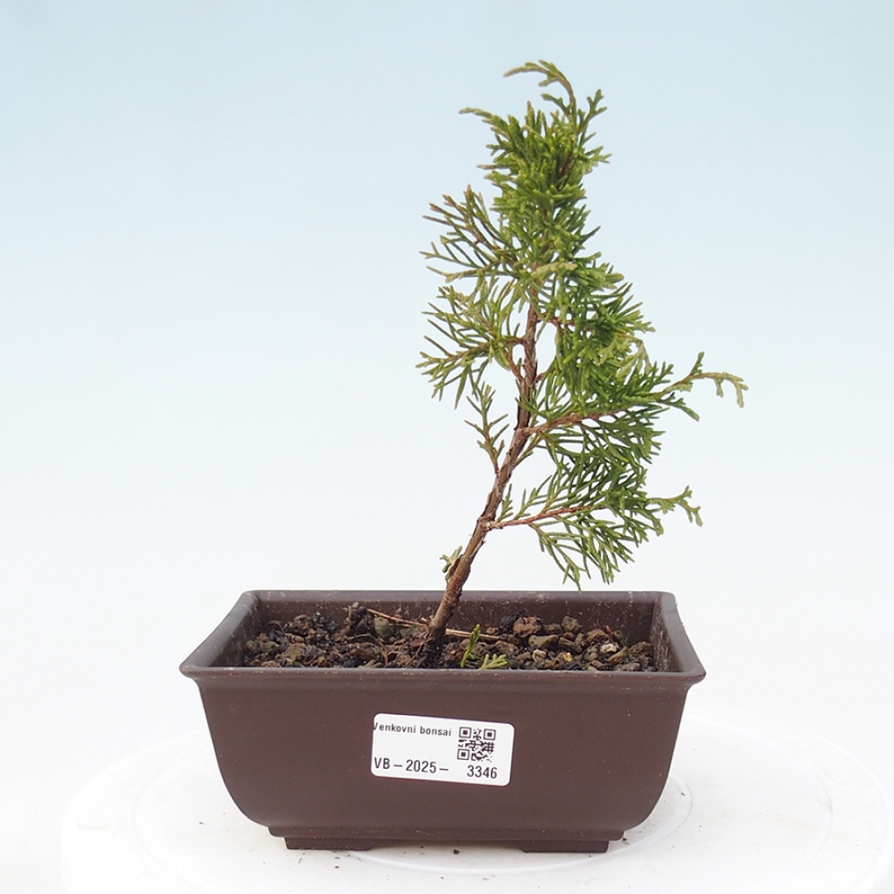 Bonsai da esterno - Juniperus chinensis Itoigawa