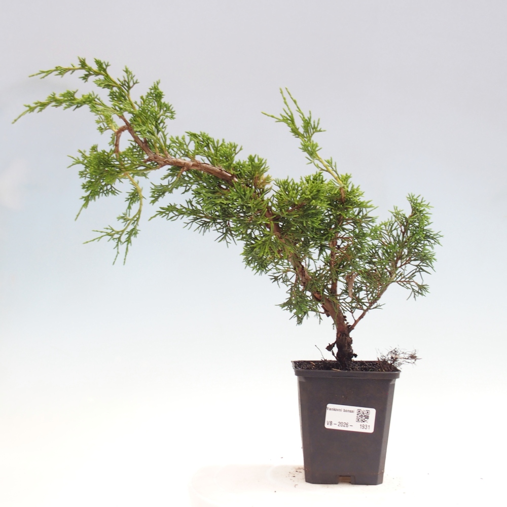 Bonsai da esterno - Juniperus chinensis Itoigawa