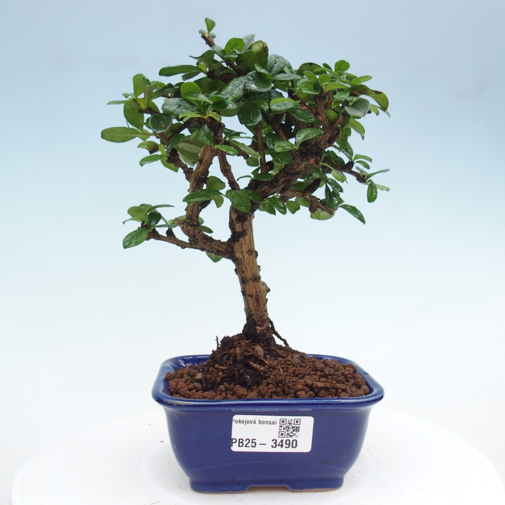 Camera bonsai - Carmona macrophylla - Tea fuki