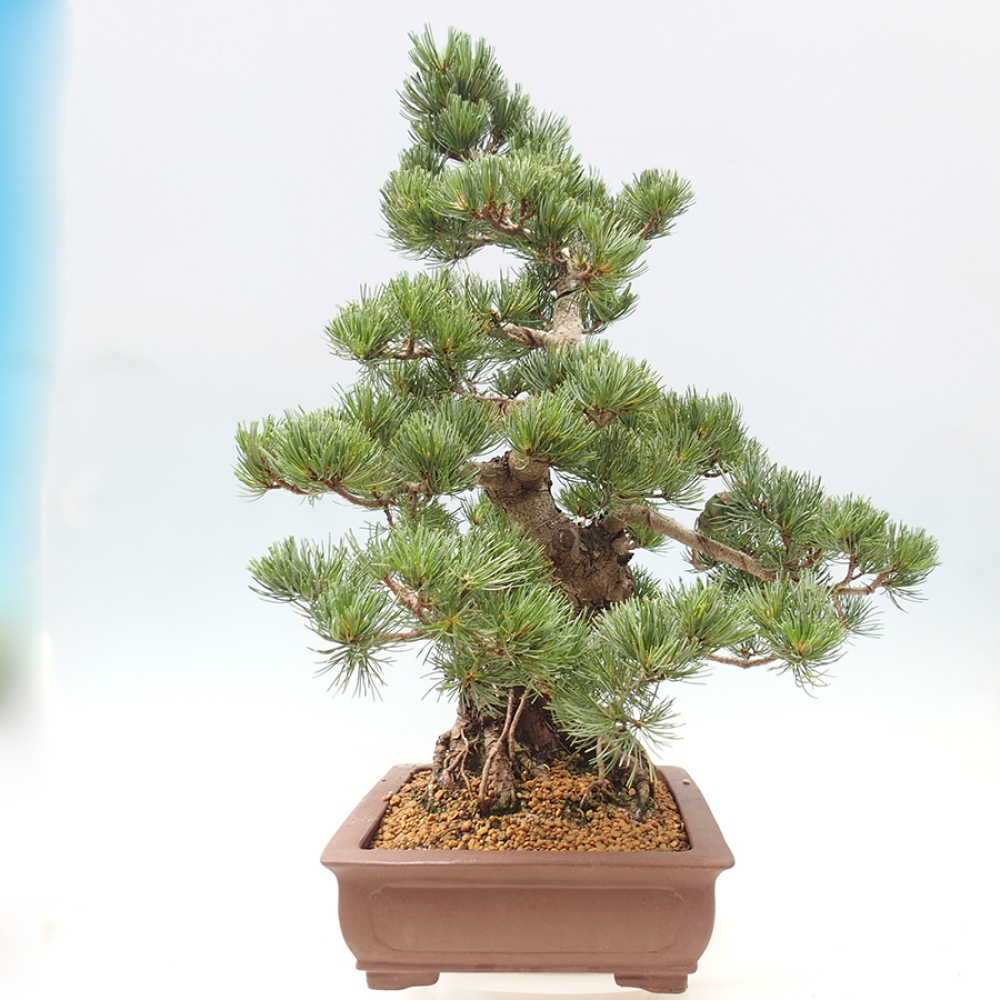 Bonsai da esterno - Pinus parviflora - Pinus parviflora