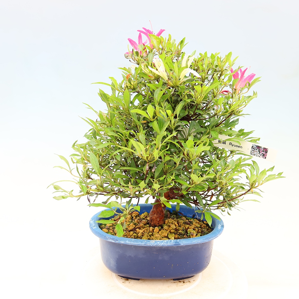 Bonsai da esterno - Azalea giapponese - Azalea Ryusen
