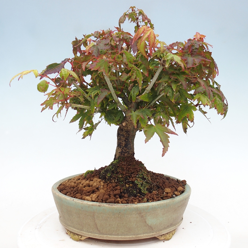Acer palmatum KIOHIME - Acero palmato