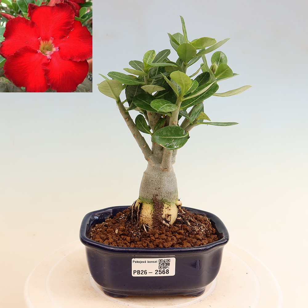 Bonsai da interno - Adenium obesum Red Star - Rosa del deserto