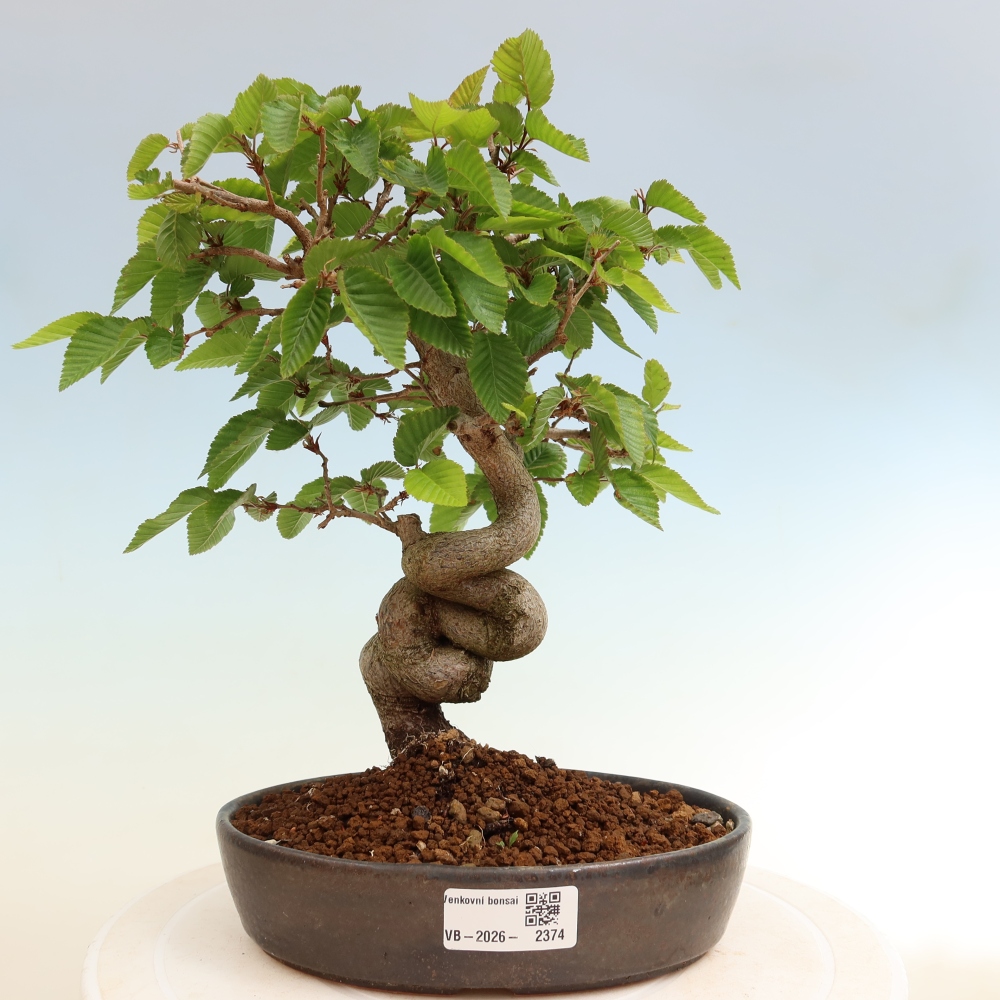 Bonsai da esterno -Carpinus Coreana - Carpino coreano